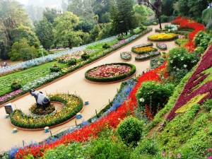 Rose Garden